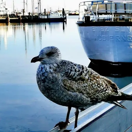 Neu !!! Smaragd 度假居 海利根港