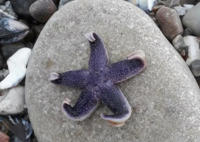 Neu !!! Smaragd Heiligenhafen